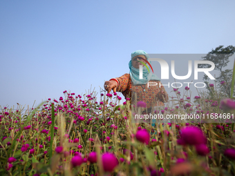 A Nepali florist plucks Gomphrena Globosa, commonly known as Makhmali, from the field to sell it in the market ahead of the festival of Tiha...