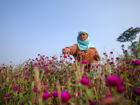 A Nepali florist plucks Gomphrena Globosa, commonly known as Makhmali, from the field to sell it in the market ahead of the festival of Tiha...