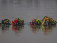 Women row boats loaded with leaves of the lotus plant, which are used as cattle feed, in Dal Lake in Srinagar, Jammu and Kashmir, on October...