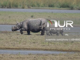 A one-horned rhinoceros and its calf graze in Pobitora Wildlife Sanctuary on the outskirts of Guwahati, India, on October 20, 2024. (