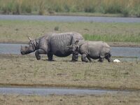 A one-horned rhinoceros and its calf graze in Pobitora Wildlife Sanctuary on the outskirts of Guwahati, India, on October 20, 2024. (