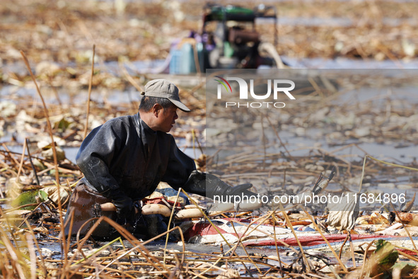 A worker picks lotus root at a lotus root planting base in Suqian, Jiangsu province, China, on October 20, 2024. 