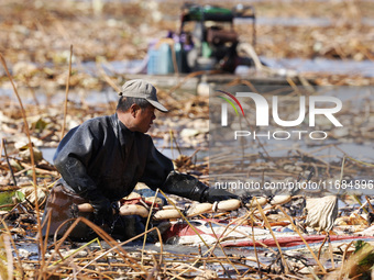 A worker picks lotus root at a lotus root planting base in Suqian, Jiangsu province, China, on October 20, 2024. (