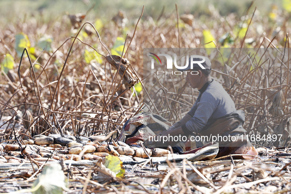 A worker picks lotus root at a lotus root planting base in Suqian, Jiangsu province, China, on October 20, 2024. 