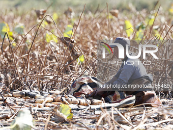 A worker picks lotus root at a lotus root planting base in Suqian, Jiangsu province, China, on October 20, 2024. (