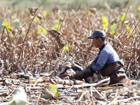 A worker picks lotus root at a lotus root planting base in Suqian, Jiangsu province, China, on October 20, 2024. (