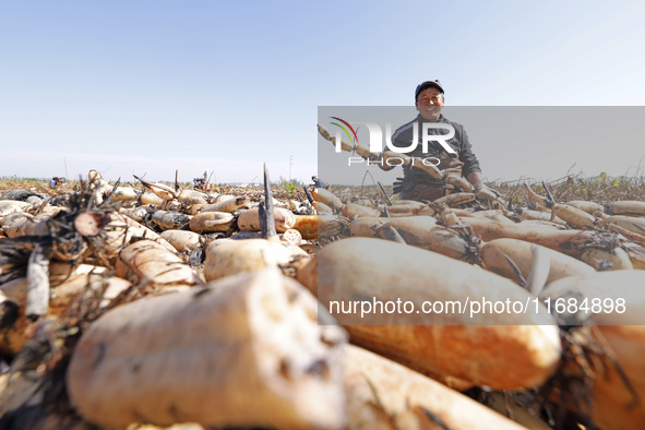 A worker picks lotus root at a lotus root planting base in Suqian, Jiangsu province, China, on October 20, 2024. 