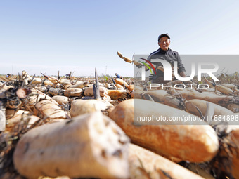 A worker picks lotus root at a lotus root planting base in Suqian, Jiangsu province, China, on October 20, 2024. (