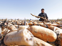 A worker picks lotus root at a lotus root planting base in Suqian, Jiangsu province, China, on October 20, 2024. (