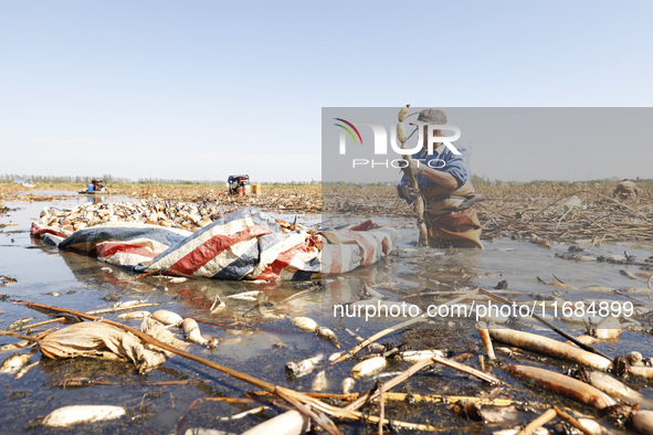 A worker picks lotus root at a lotus root planting base in Suqian, Jiangsu province, China, on October 20, 2024. 