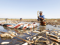 A worker picks lotus root at a lotus root planting base in Suqian, Jiangsu province, China, on October 20, 2024. (