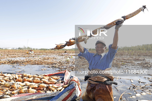 A worker picks lotus root at a lotus root planting base in Suqian, Jiangsu province, China, on October 20, 2024. 