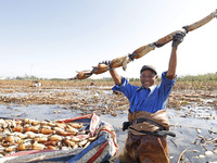 A worker picks lotus root at a lotus root planting base in Suqian, Jiangsu province, China, on October 20, 2024. (