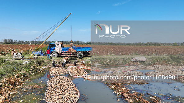 A worker picks lotus root at a lotus root planting base in Suqian, Jiangsu province, China, on October 20, 2024. 