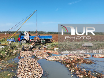 A worker picks lotus root at a lotus root planting base in Suqian, Jiangsu province, China, on October 20, 2024. (