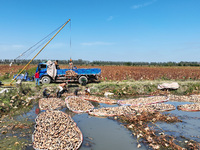 A worker picks lotus root at a lotus root planting base in Suqian, Jiangsu province, China, on October 20, 2024. (