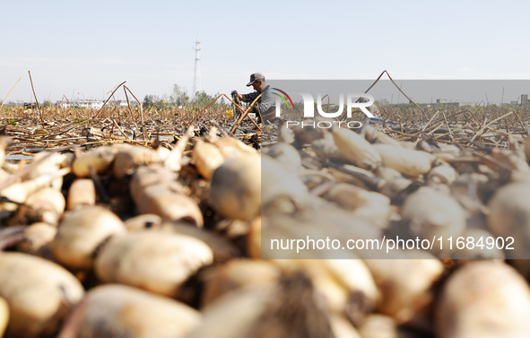 A worker picks lotus root at a lotus root planting base in Suqian, Jiangsu province, China, on October 20, 2024. 