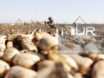 A worker picks lotus root at a lotus root planting base in Suqian, Jiangsu province, China, on October 20, 2024. (