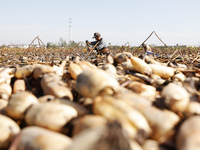 A worker picks lotus root at a lotus root planting base in Suqian, Jiangsu province, China, on October 20, 2024. (