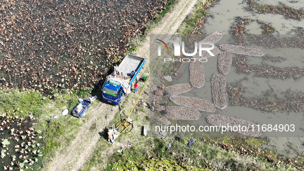 A worker picks lotus root at a lotus root planting base in Suqian, Jiangsu province, China, on October 20, 2024. 