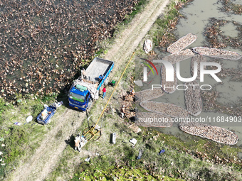 A worker picks lotus root at a lotus root planting base in Suqian, Jiangsu province, China, on October 20, 2024. (