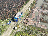 A worker picks lotus root at a lotus root planting base in Suqian, Jiangsu province, China, on October 20, 2024. (