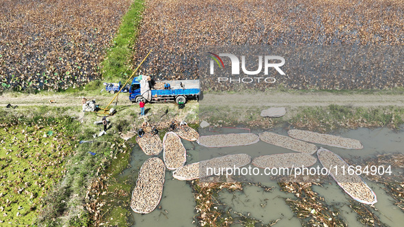 A worker picks lotus root at a lotus root planting base in Suqian, Jiangsu province, China, on October 20, 2024. 