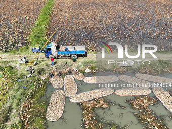 A worker picks lotus root at a lotus root planting base in Suqian, Jiangsu province, China, on October 20, 2024. (