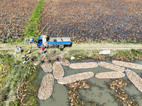 A worker picks lotus root at a lotus root planting base in Suqian, Jiangsu province, China, on October 20, 2024. (