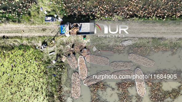 A worker picks lotus root at a lotus root planting base in Suqian, Jiangsu province, China, on October 20, 2024. 