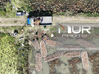 A worker picks lotus root at a lotus root planting base in Suqian, Jiangsu province, China, on October 20, 2024. (