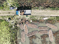 A worker picks lotus root at a lotus root planting base in Suqian, Jiangsu province, China, on October 20, 2024. (