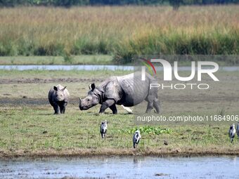 A one-horned rhinoceros and its calf graze in Pobitora Wildlife Sanctuary on the outskirts of Guwahati, India, on October 20, 2024. (