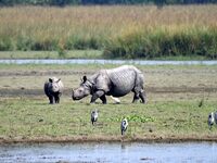 A one-horned rhinoceros and its calf graze in Pobitora Wildlife Sanctuary on the outskirts of Guwahati, India, on October 20, 2024. (