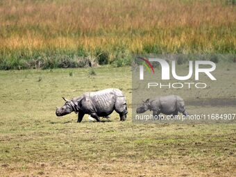 A one-horned rhinoceros and its calf graze in Pobitora Wildlife Sanctuary on the outskirts of Guwahati, India, on October 20, 2024. (