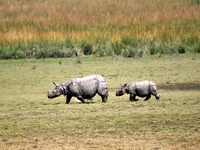 A one-horned rhinoceros and its calf graze in Pobitora Wildlife Sanctuary on the outskirts of Guwahati, India, on October 20, 2024. (