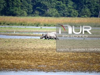 A one-horned rhinoceros and its calf graze in Pobitora Wildlife Sanctuary on the outskirts of Guwahati, India, on October 20, 2024. (