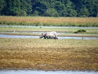 A one-horned rhinoceros and its calf graze in Pobitora Wildlife Sanctuary on the outskirts of Guwahati, India, on October 20, 2024. (