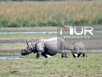 A one-horned rhinoceros and its calf graze in Pobitora Wildlife Sanctuary on the outskirts of Guwahati, India, on October 20, 2024. (