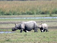 A one-horned rhinoceros and its calf graze in Pobitora Wildlife Sanctuary on the outskirts of Guwahati, India, on October 20, 2024. (