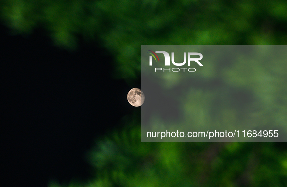 The waning gibbous moon rises in the evening sky, visible through the forest to the southwest at Tehatta, West Bengal, India, on Sunday, Oct...