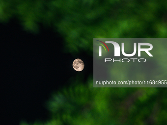 The waning gibbous moon rises in the evening sky, visible through the forest to the southwest at Tehatta, West Bengal, India, on Sunday, Oct...