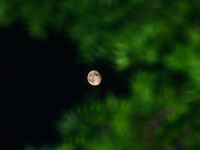 The waning gibbous moon rises in the evening sky, visible through the forest to the southwest at Tehatta, West Bengal, India, on Sunday, Oct...