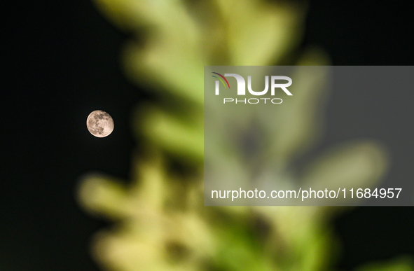 The waning gibbous moon rises in the evening sky, visible through the forest to the southwest at Tehatta, West Bengal, India, on Sunday, Oct...