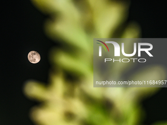 The waning gibbous moon rises in the evening sky, visible through the forest to the southwest at Tehatta, West Bengal, India, on Sunday, Oct...