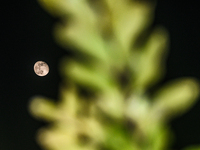 The waning gibbous moon rises in the evening sky, visible through the forest to the southwest at Tehatta, West Bengal, India, on Sunday, Oct...