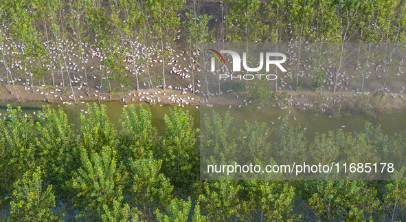 Geese raised ecologically by farmers forage under a forest in Suqian, China, on October 20, 2024. 