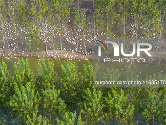 Geese raised ecologically by farmers forage under a forest in Suqian, China, on October 20, 2024. (