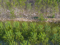 Geese raised ecologically by farmers forage under a forest in Suqian, China, on October 20, 2024. (