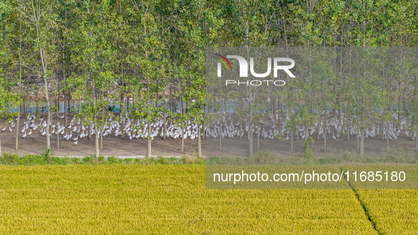 Geese raised ecologically by farmers forage under a forest in Suqian, China, on October 20, 2024. 